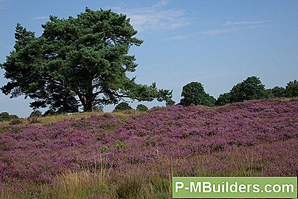 Identifisering Og Behandling Blomstrende Quince Sykdommer