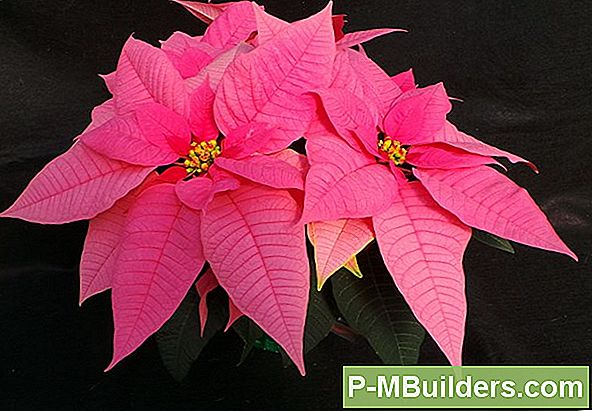 Poinsettias Jaarrond Onderhouden