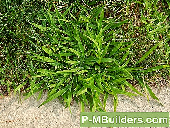 Crabgrass