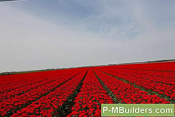 Rooten Een Maaibord Uit Een Waterkruik Plant