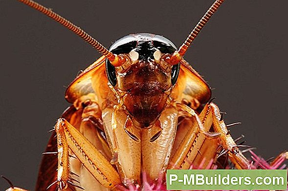 Kakerlakker Kontroll Grunnleggende Forklaret