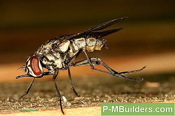 Hoe Zich Te Ontdoen Van Muggen Uit Uw Huis