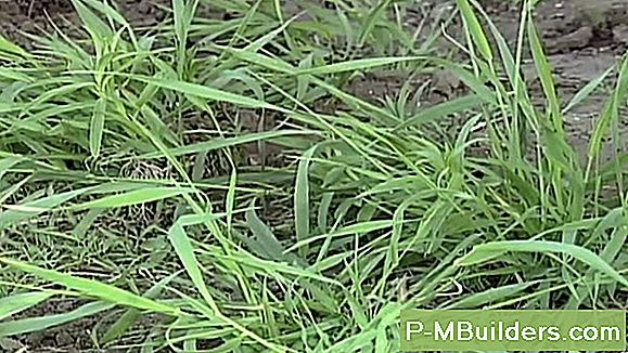 Quackgrass Vs Crabgrass