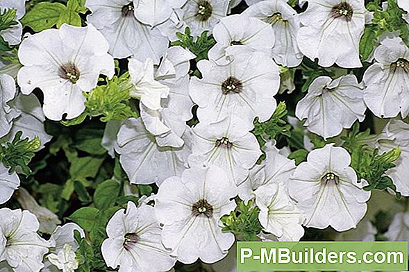 Spacing Petunias Properly