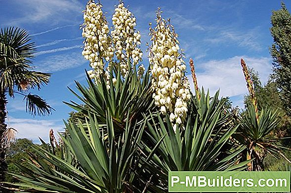 De Beste Begeleidende Planten Kiezen Voor Een Yucca