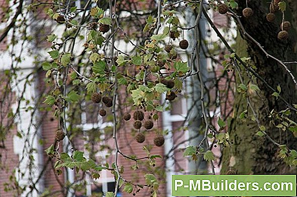 Sycamore Puu Pügamine Tips