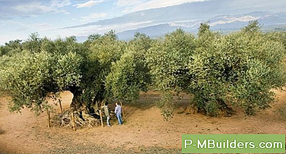 Oliivipuu Pügamine: Kuidas Ja Millal Rippuda