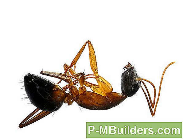 Roach-Killer Valimine Roach Probleemiks