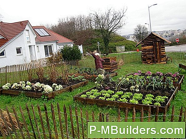 Châtaignier Méthodes De Propagation Des Arbres