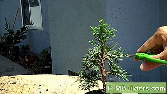 Create A Formal Upright Bonsai Tree