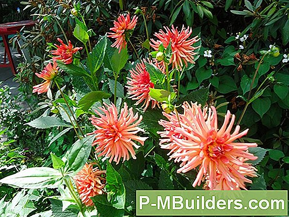 Deadheading A Dahlia