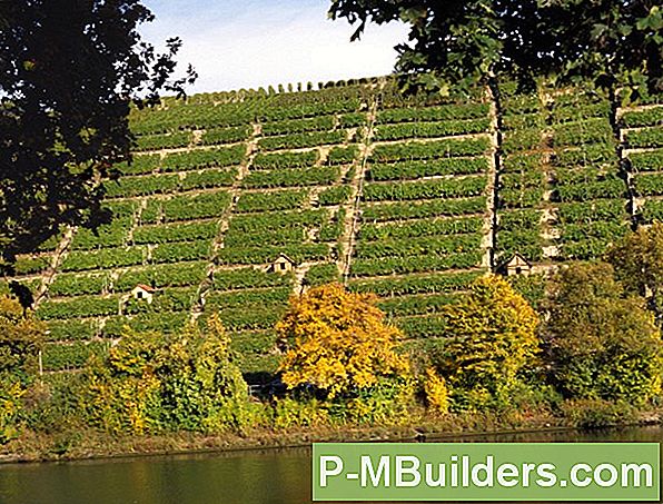 Wachsende Weinreben: Ist Ihr Gartenweinland?