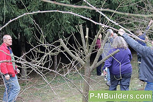 Wie Man Einen Jungen Kirschbaum Pflanzt 🔧 Tipps Für Heimwerker. Machen