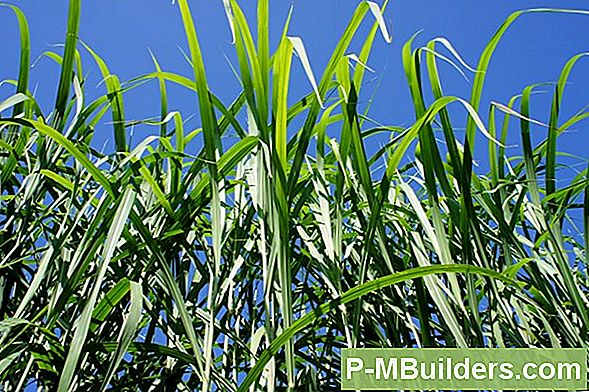 Pflanzung Der Zauberstabblume In Ihrem Garten