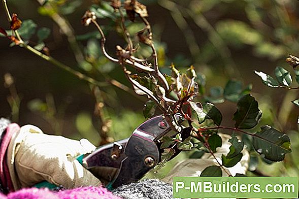 Verhindert, Dass Insekten Ihre Serviceberry-Bäume Angreifen