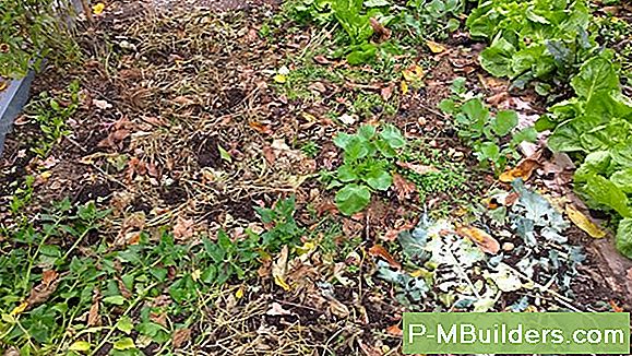 Winter Bodenbedeckung, Die Den Boden Im Frühjahr Verbessert