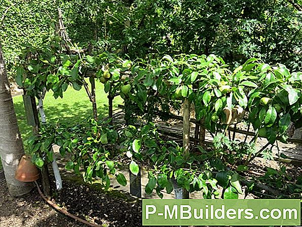 Plantering Frukt: Blackberry Plants In A Raised Bed