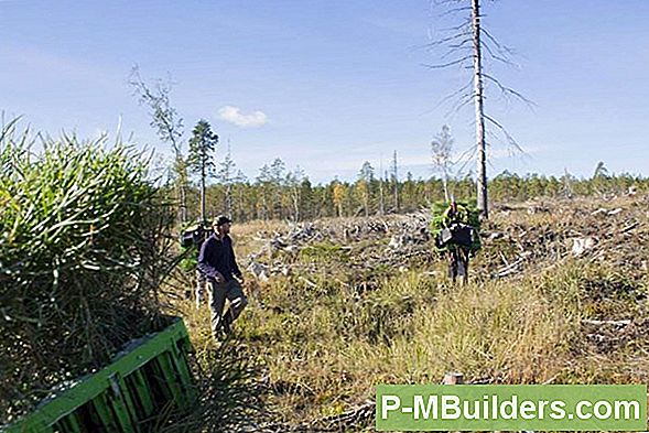 Plantering Goji Berry Frön I Behållare