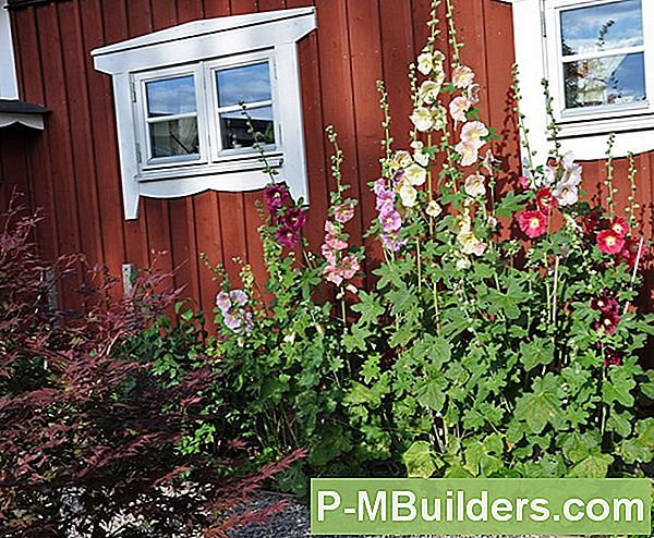 Plantering Flerårig Ryegrassfrön