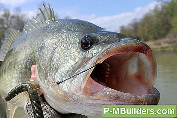 Largemouth Bass Fishing Tips