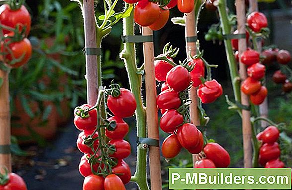 Tomaten Planten