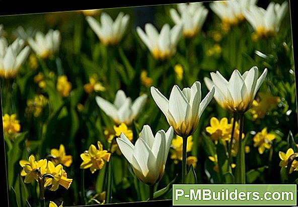 Planten Tulpen