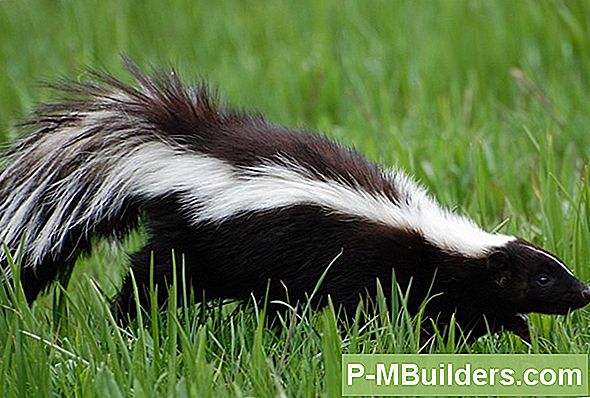 De Skunk Geurfeiten