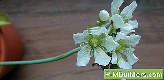 Einen Indoor-Kräutergarten Anbauen