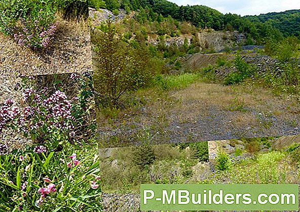 Nacht Blühende Pflanzen Und Der Mitternachtsgarten