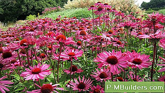 Het Selecteren Van Planten Voor Een Cottage Flower Garden